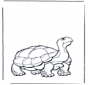 Land schildpad
