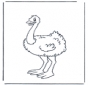 Struisvogel