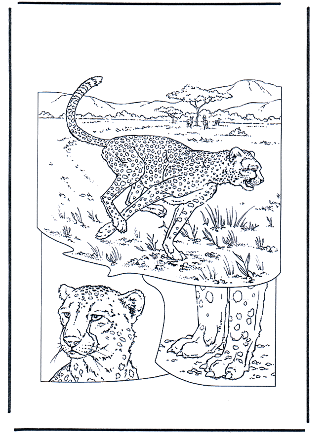 Cheetah - Kleurplaten katachtigen