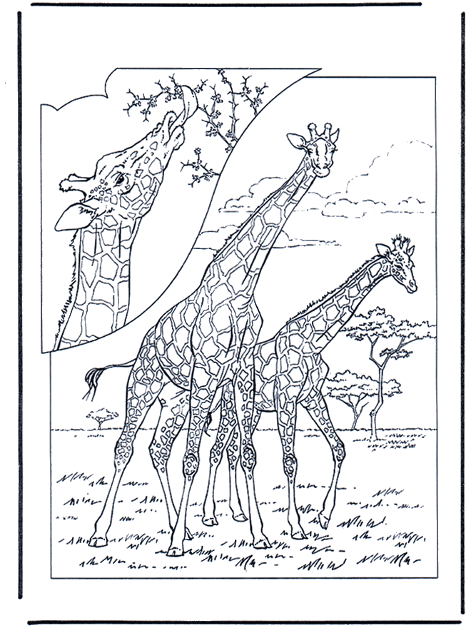 Giraffe 1 - Kleurplaten dierentuin