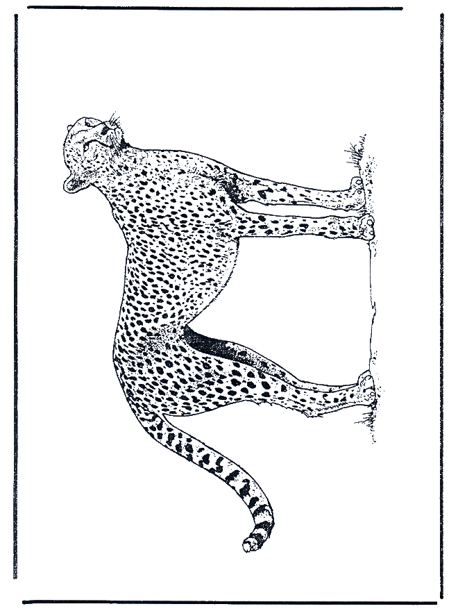 Jachtluipaard - Kleurplaten katachtigen