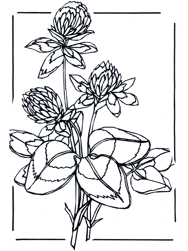 Klaver - Kleurplaten bloemen