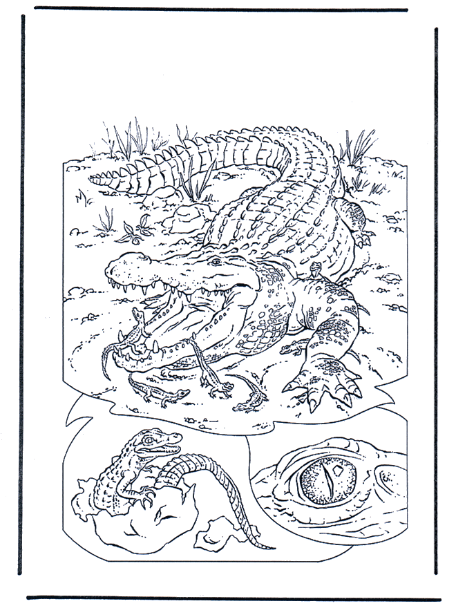 Krokodil 1 - Kleurplaten dierentuin