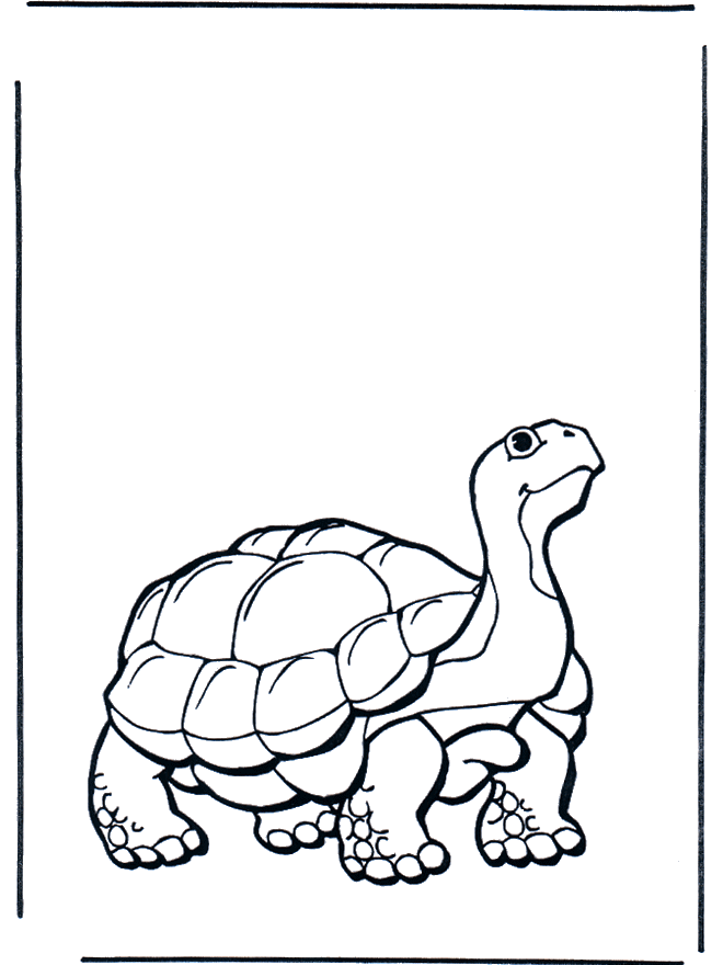 Land schildpad - Kleurplaten dierentuin