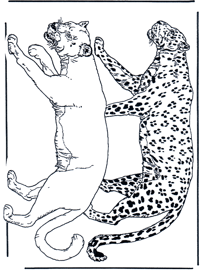 Leeuw en Luipaard - Kleurplaten katachtigen