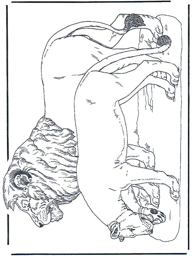 Leeuwen 2 - Kleurplaten katachtigen