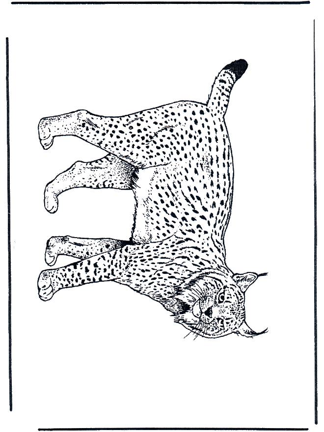 Lynx - Kleurplaten katachtigen
