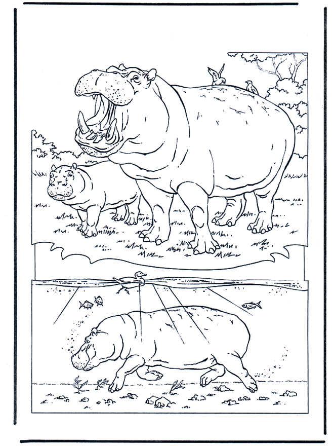 Nijlpaard 1 - Kleurplaten dierentuin