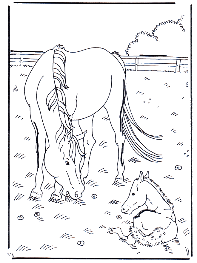 Paard en veulen - Kleurplaten paarden