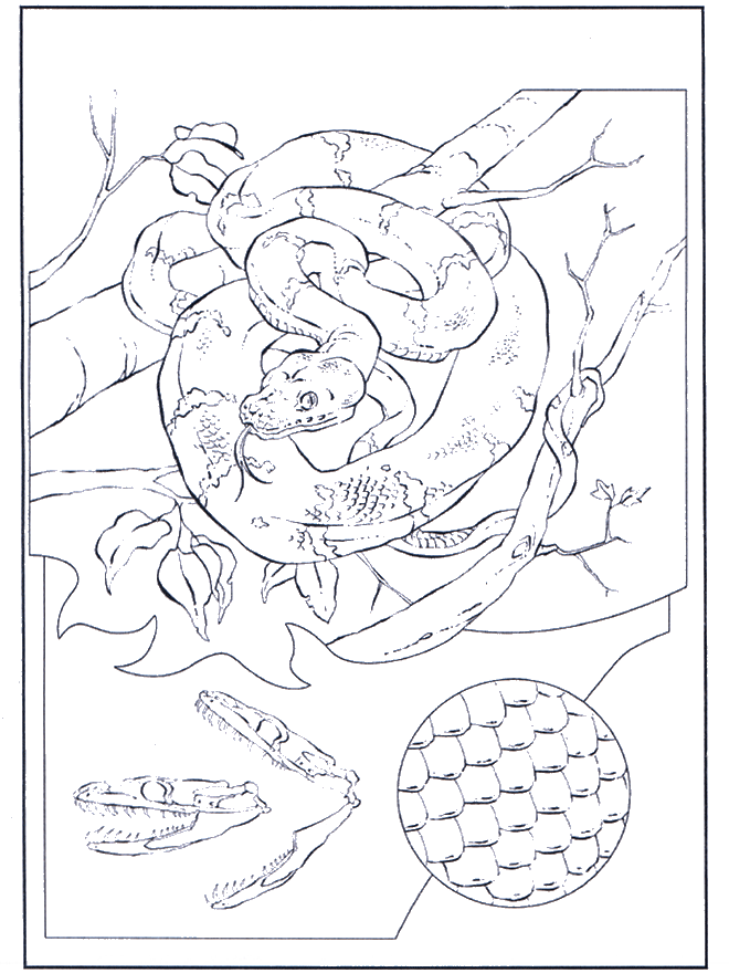 Slang in boom - Kleurplaten dierentuin