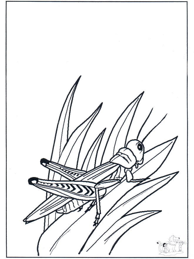 Sprinkhaan - Kleurplaat insecten