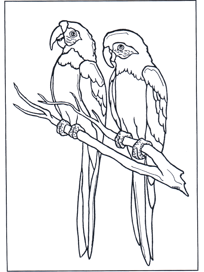 Twee ara's - Kleurplaten vogels