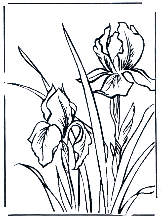 Viooltjes - Kleurplaten bloemen