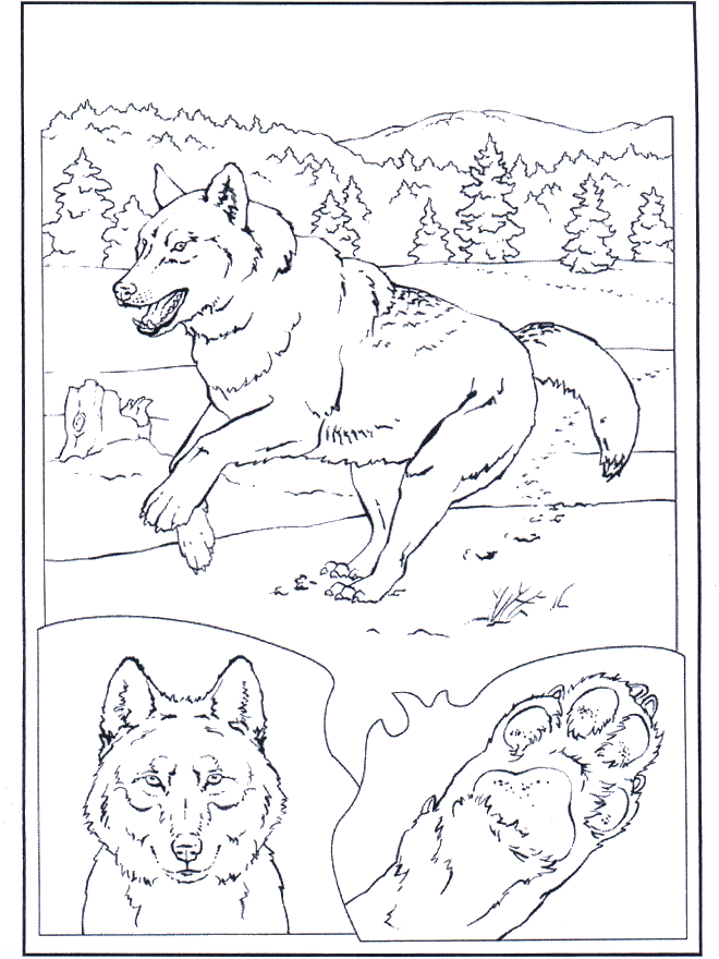 Wolf in de sneeuw - Kleurplaten dierentuin