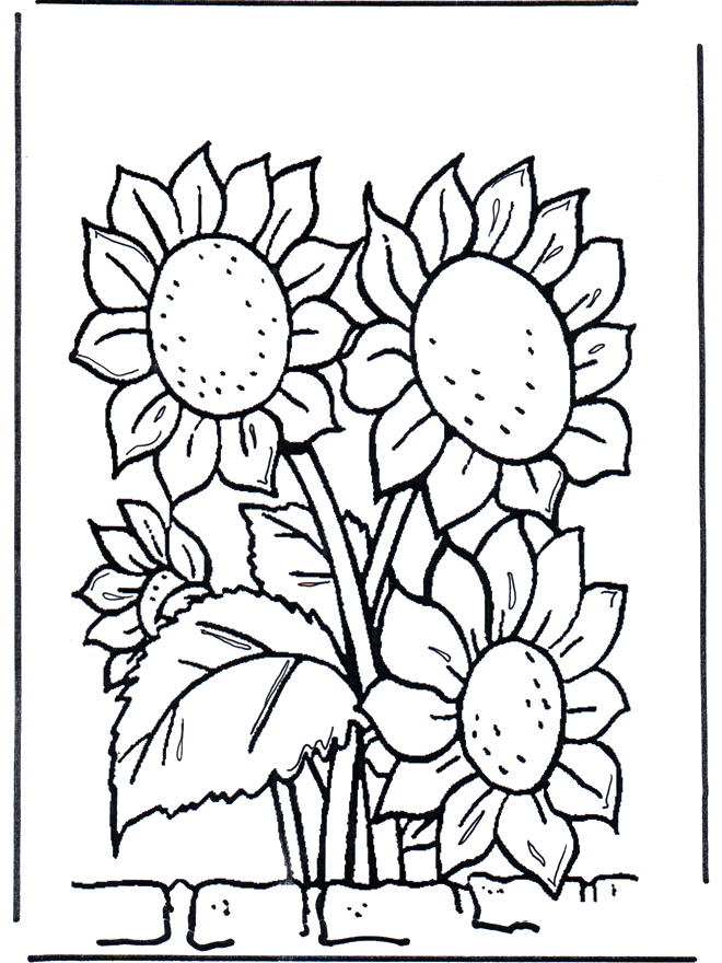 Zonnebloemen - Kleurplaten bloemen